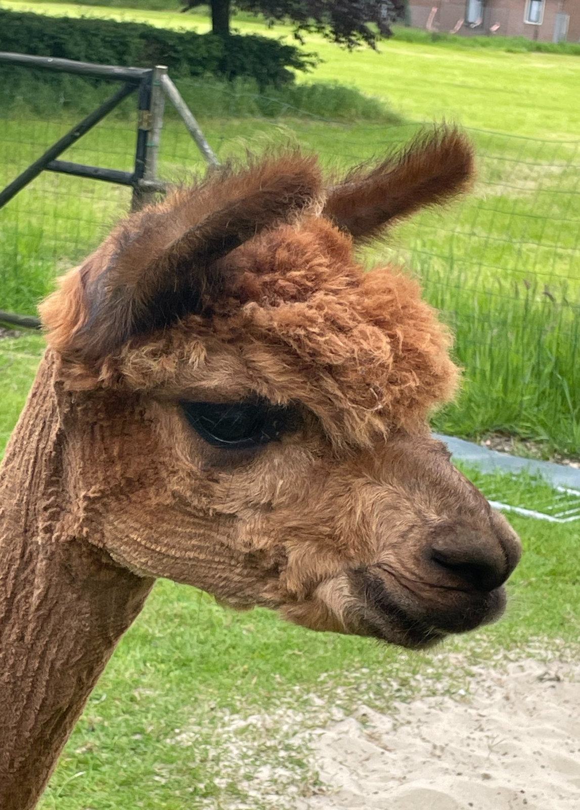 Een team werkt samen met alpaca’s tijdens een coaching- en teambuildingsessie