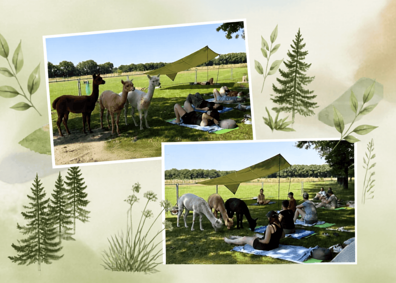Organiseer je eigen activiteit, training of event bij Elshof Alpaca’s