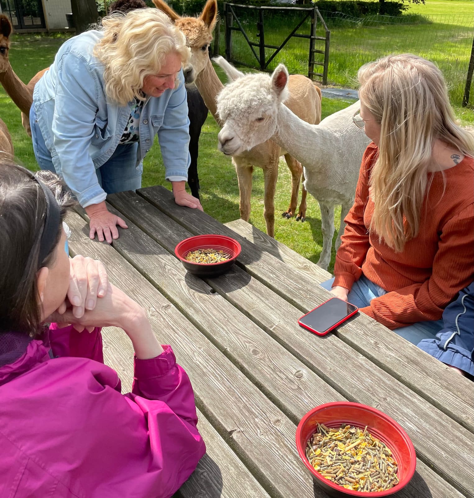 Een groep bezoekers uit de zorg ontmoet de alpaca’s in de weide van Elshof Alpaca’s