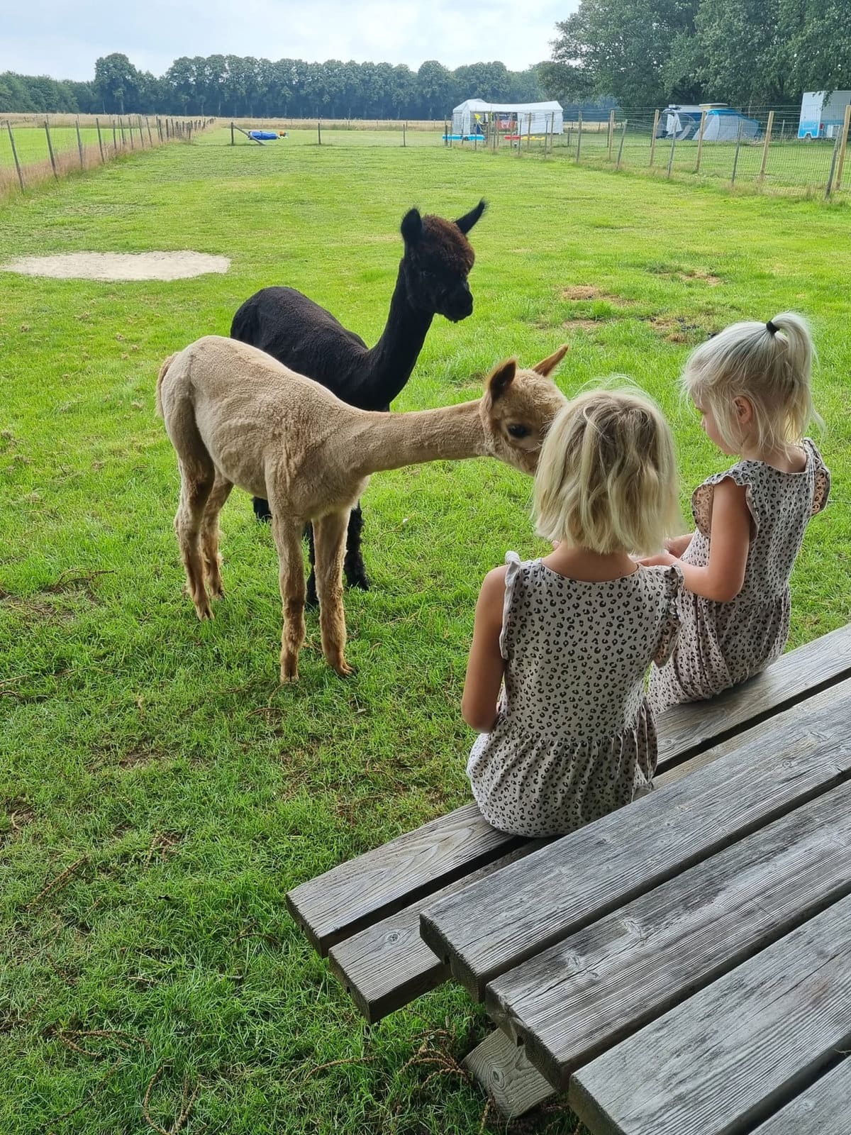 Bezoekers voeren een alpaca uit de hand tijdens een Meet en Feed bij Elshof Alpaca’s