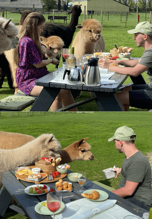 Picknick, lunch of borrelplank in de wei bij de alpaca’s van Elshof Alpaca’s