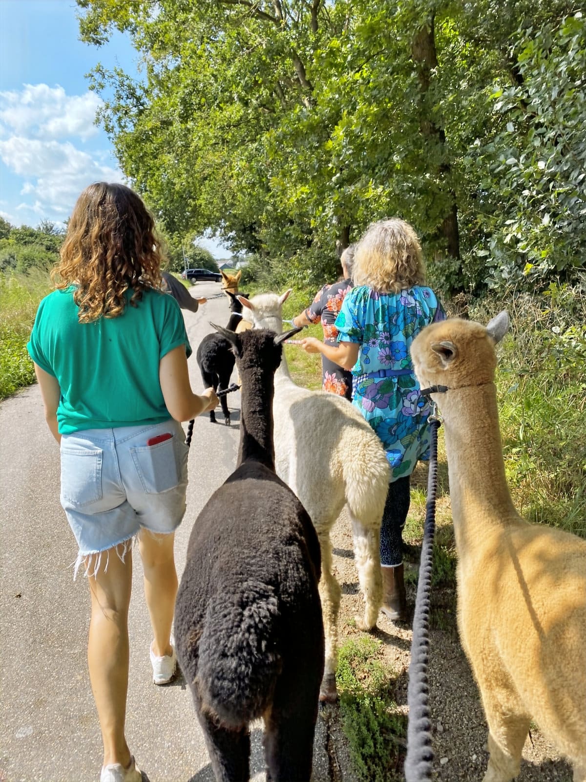 Gasten wandelen met een alpaca aan het halster door het bos bij Malden