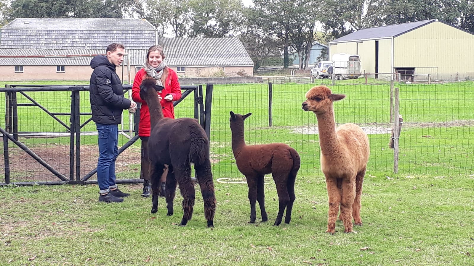 Alpaca’s in de wei bij Elshof Alpaca’s