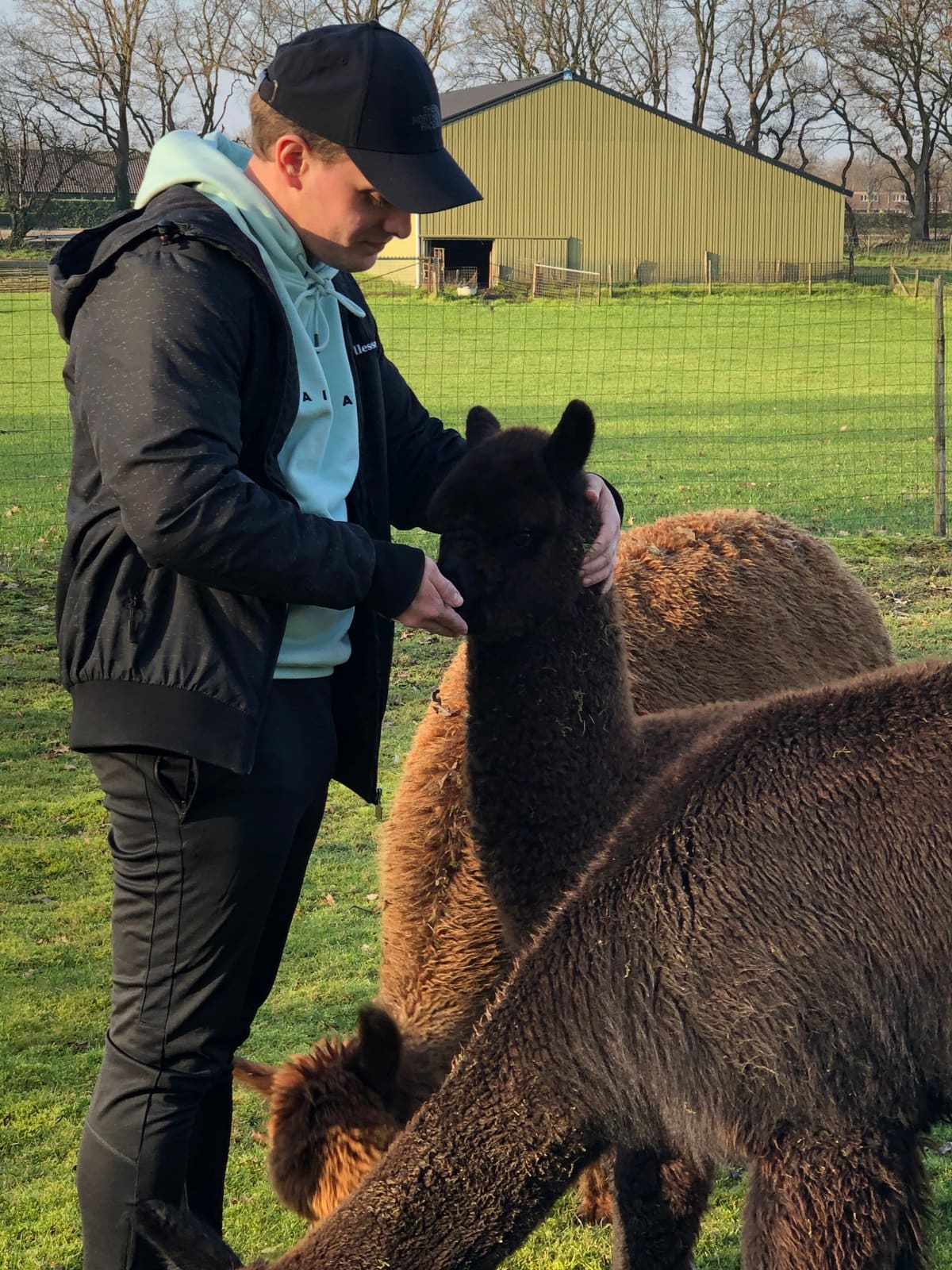 De kudde alpaca’s graast in de weide achter de boerderij