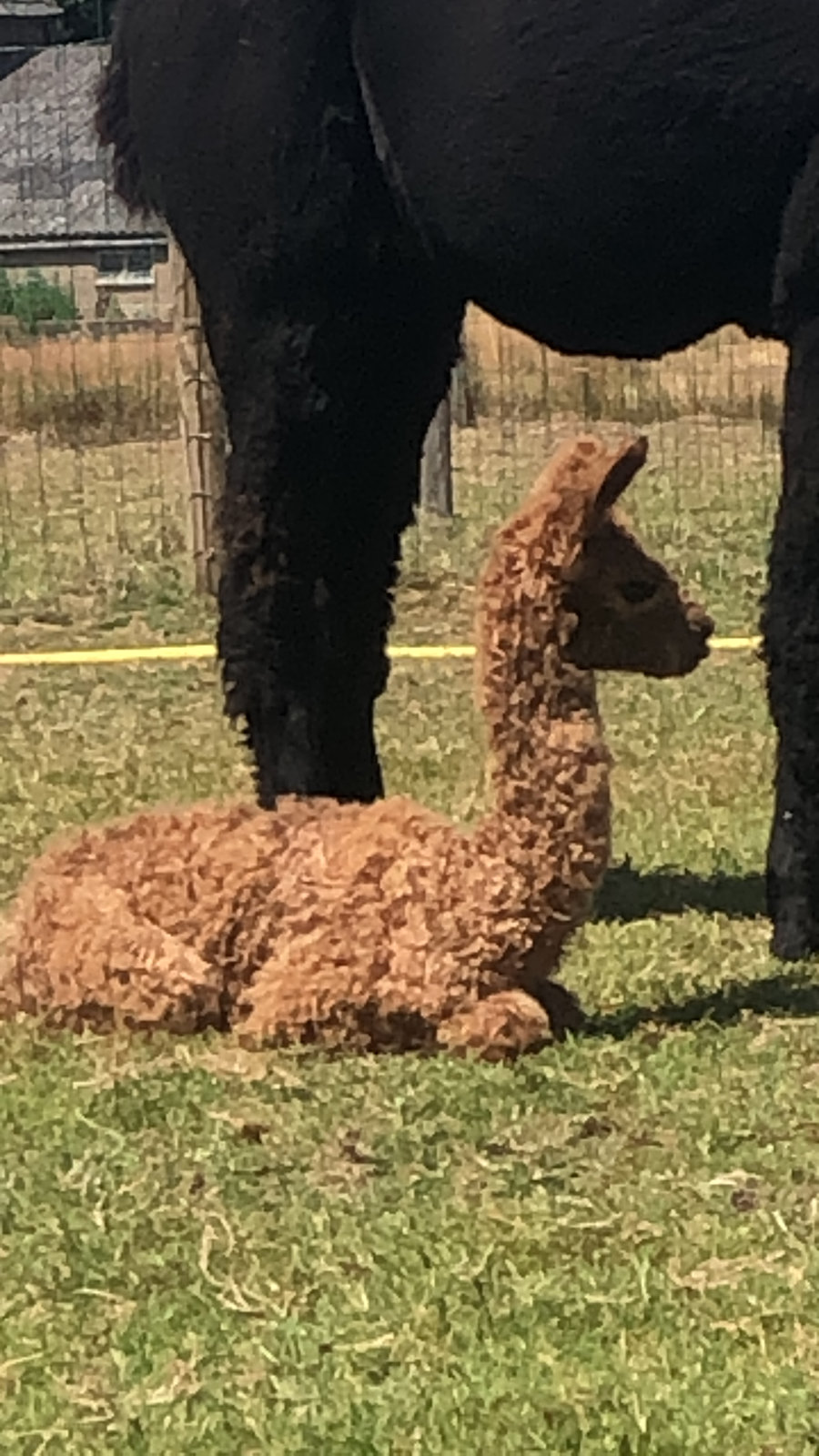 Alpaca van dichtbij met zachte wollige vacht