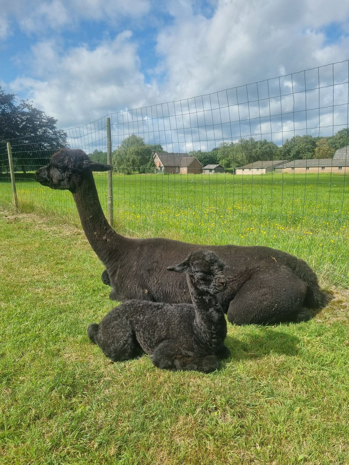 Jonge alpaca’s (cria’s) in de wei