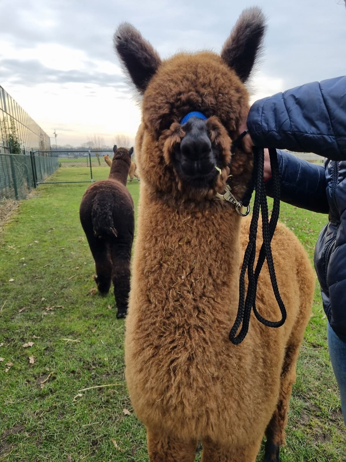 Alpaca’s bij de stal op de farm