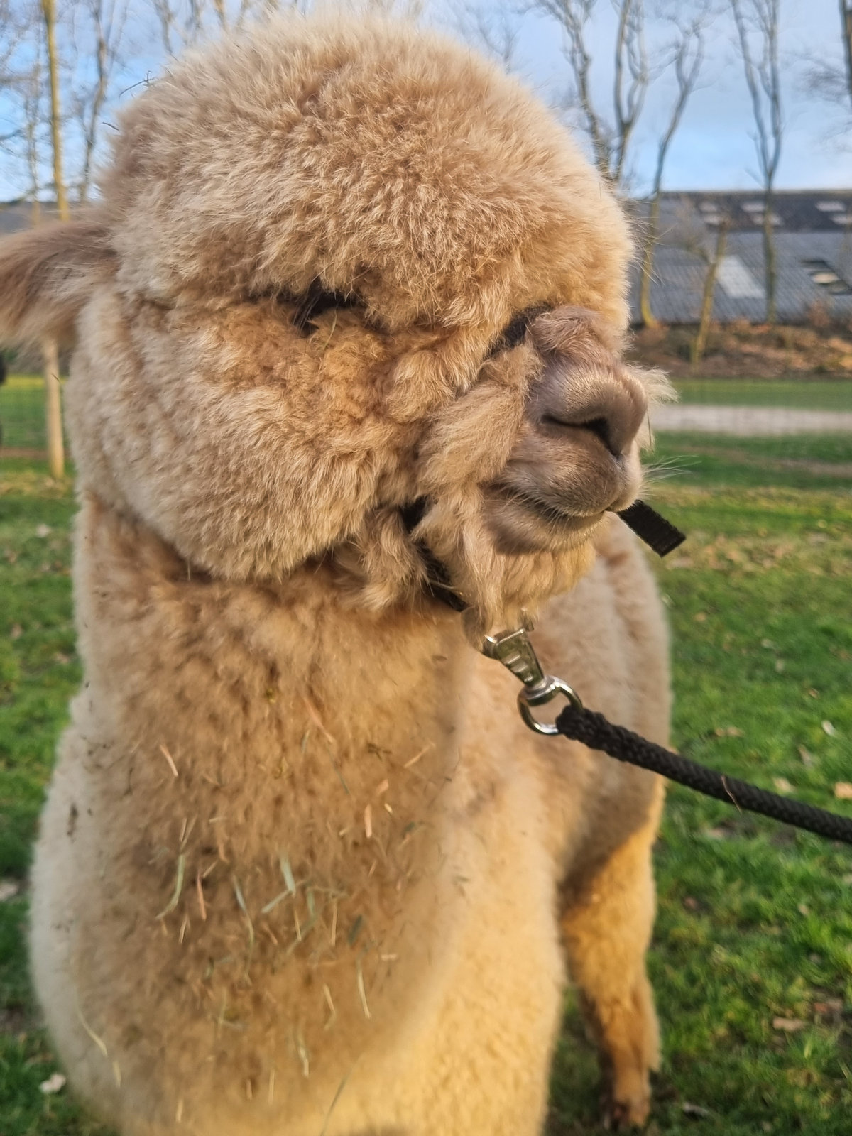 Picknick in de wei bij de alpaca’s