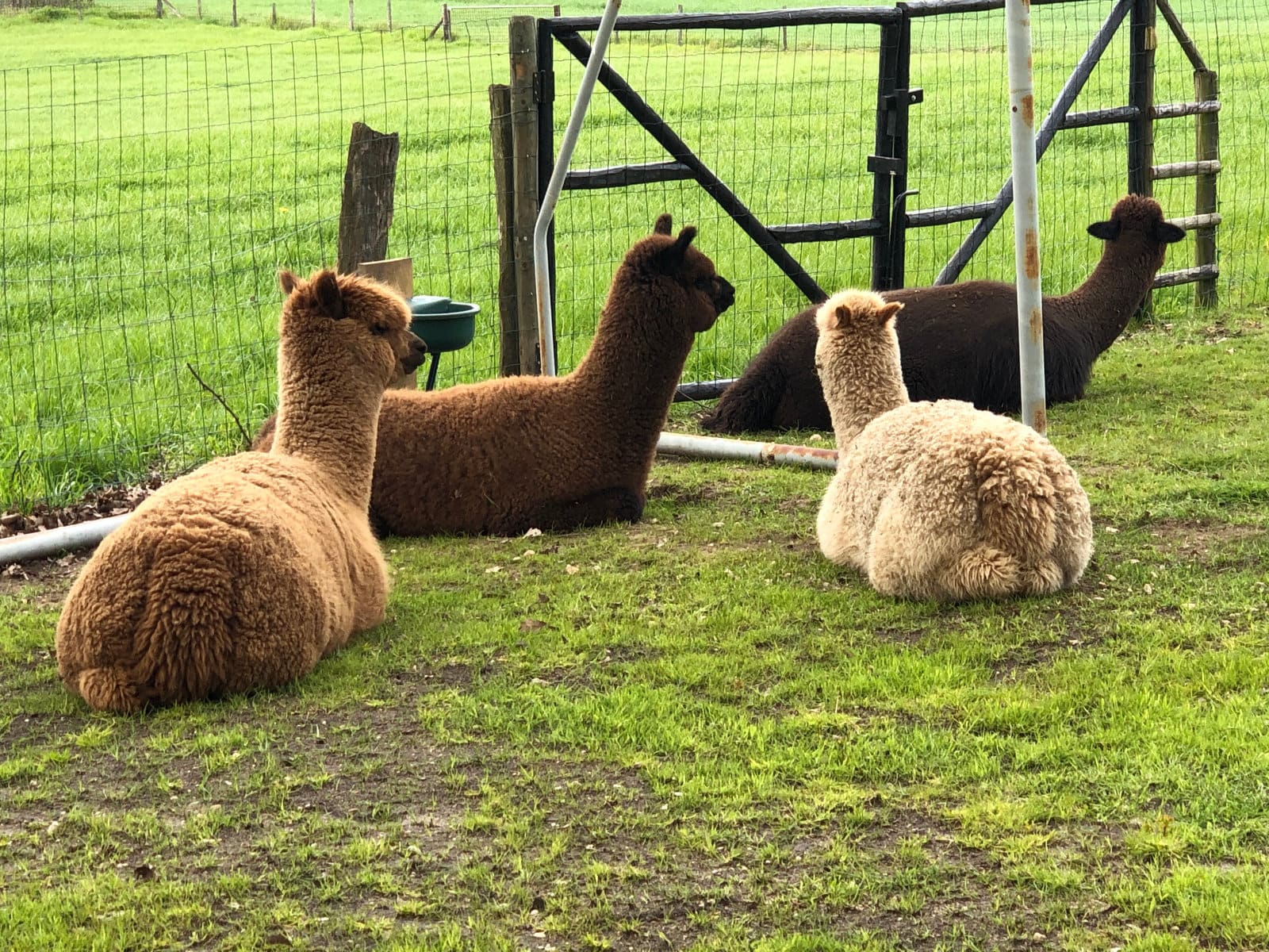 Twee alpaca’s samen in de weide