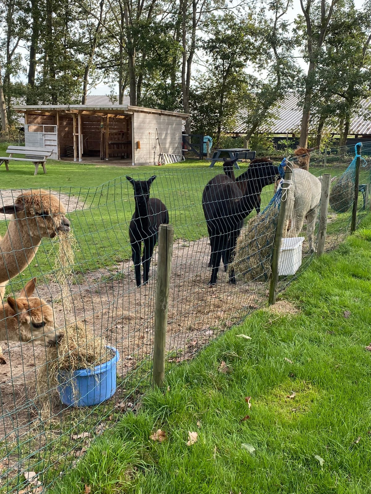 Alpaca kijkt over het hek bij Elshof Alpaca’s