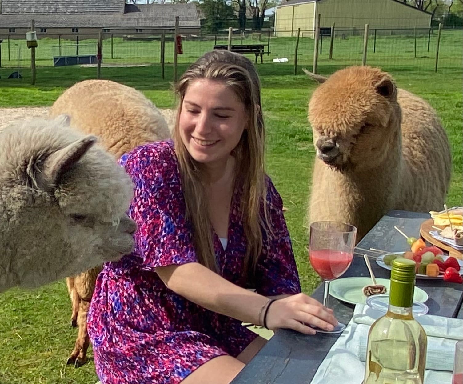 Gasten knuffelen met een gehalsterde alpaca