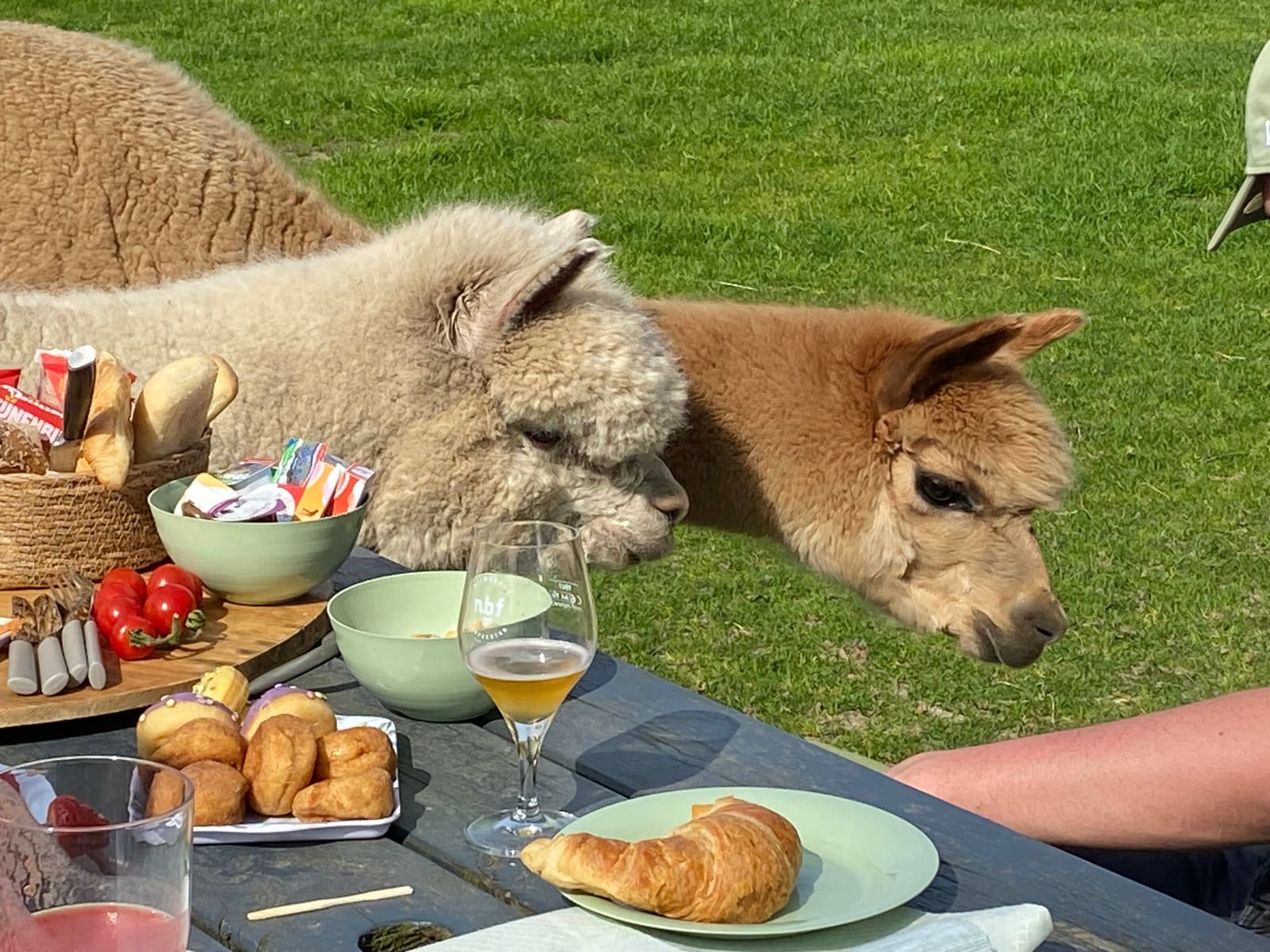 De alpaca’s van Elshof Alpaca’s in de avondzon