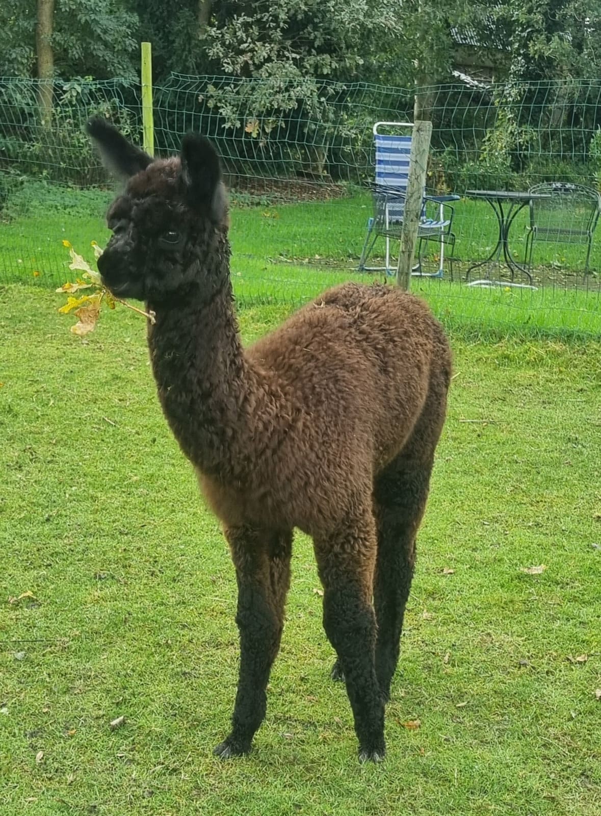 Belle, bruin-zwart merrietje van Elshof Alpaca’s