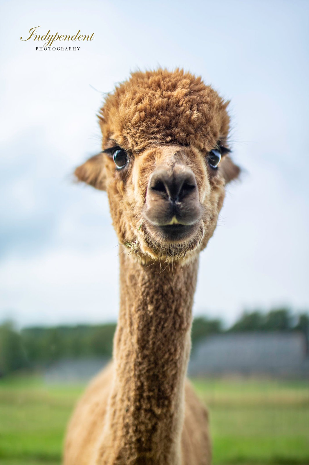 Bibi, merrie van Elshof Alpaca’s