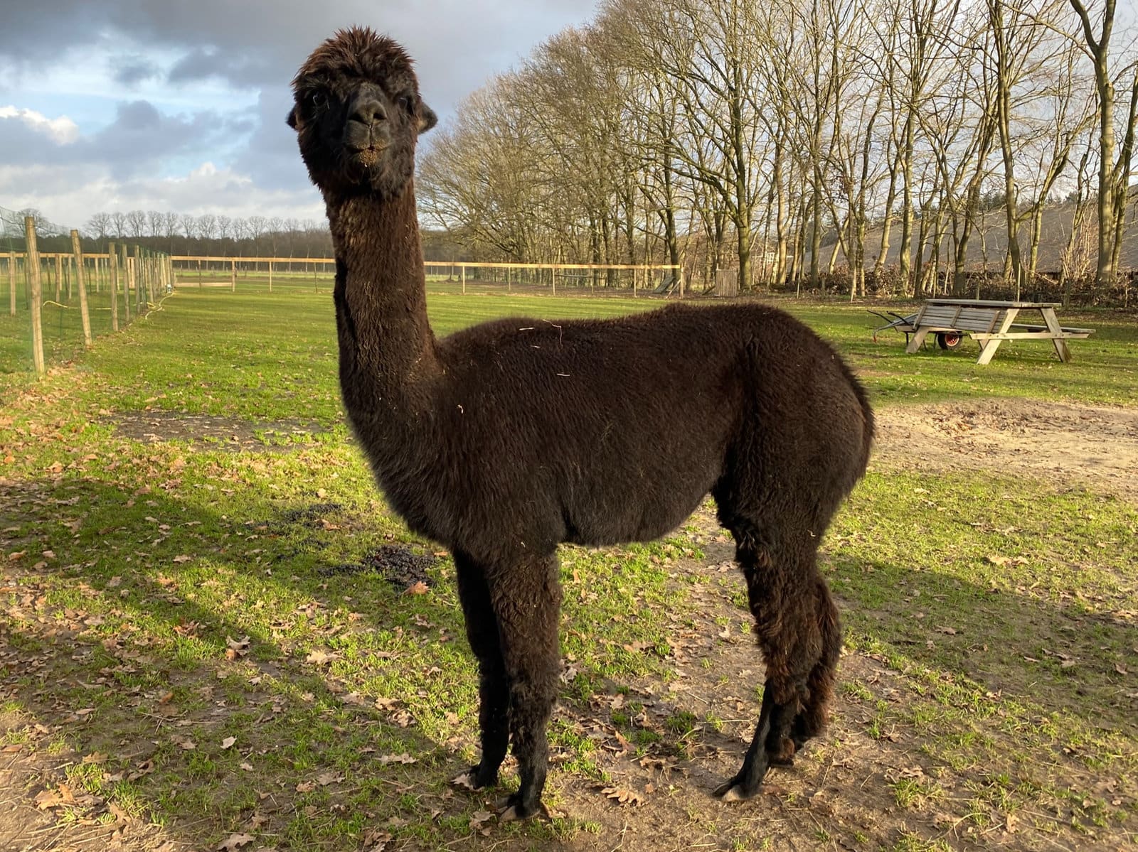 Inca, de leidster van de kudde van Elshof Alpaca’s