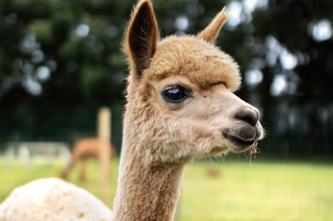 Jarrah, ruin van Elshof Alpaca’s