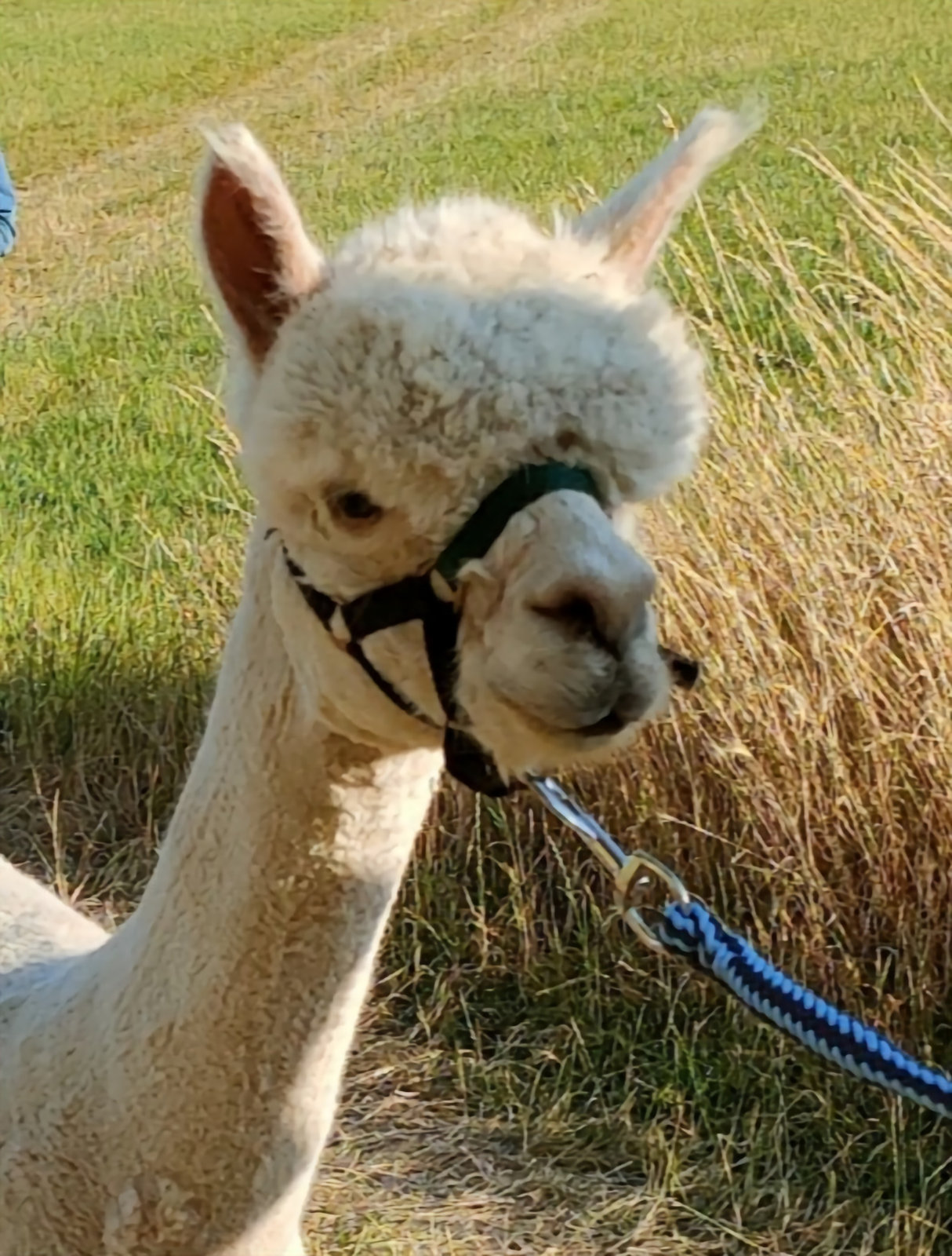 June, de witte merrie van Elshof Alpaca’s