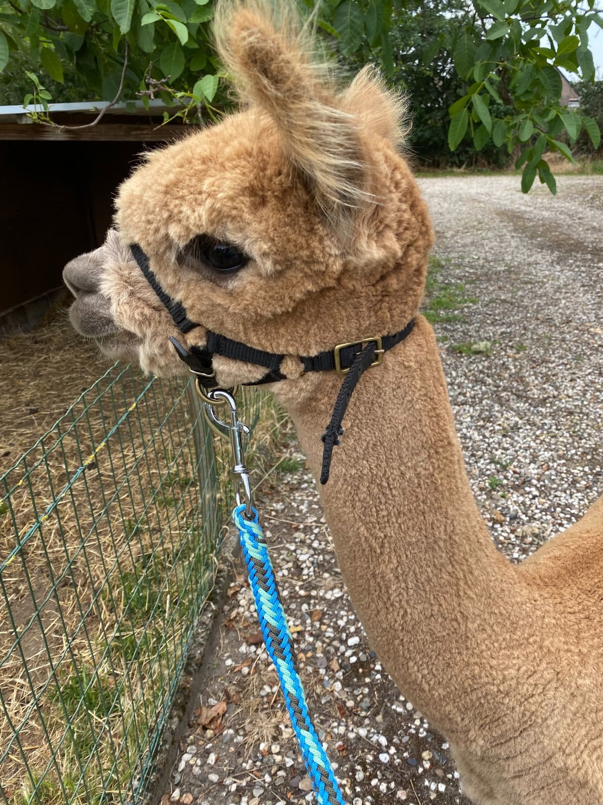 Lynn, de eerstgeborene van Bibi bij Elshof Alpaca’s