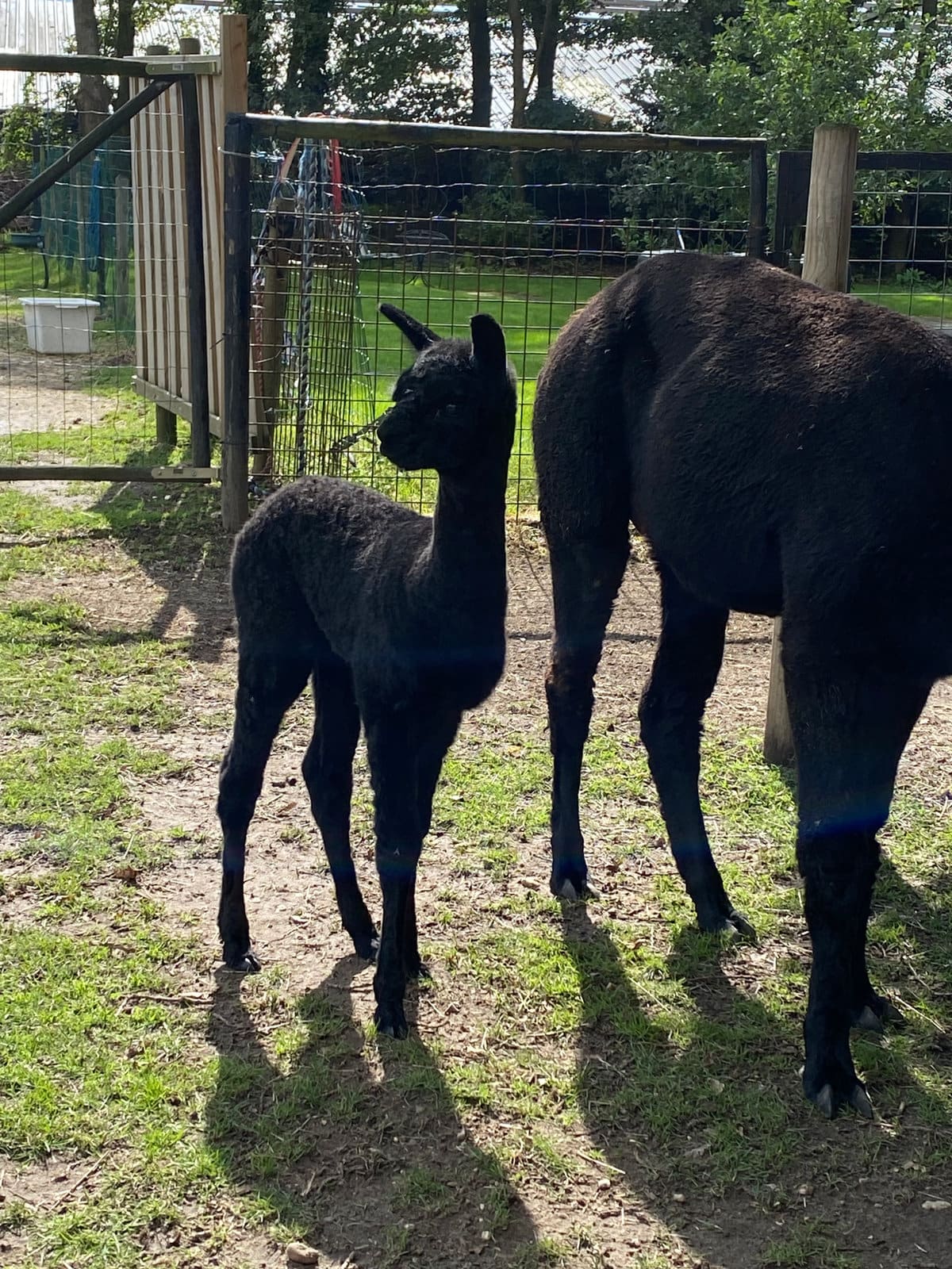 Nero, het diepzwarte hengstje van Elshof Alpaca’s