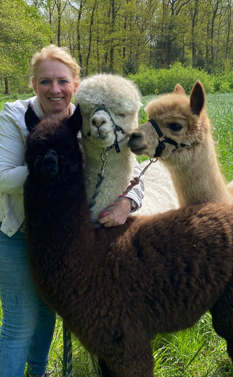 De kudde Huacaya-alpaca’s van Elshof Alpaca’s in de wei