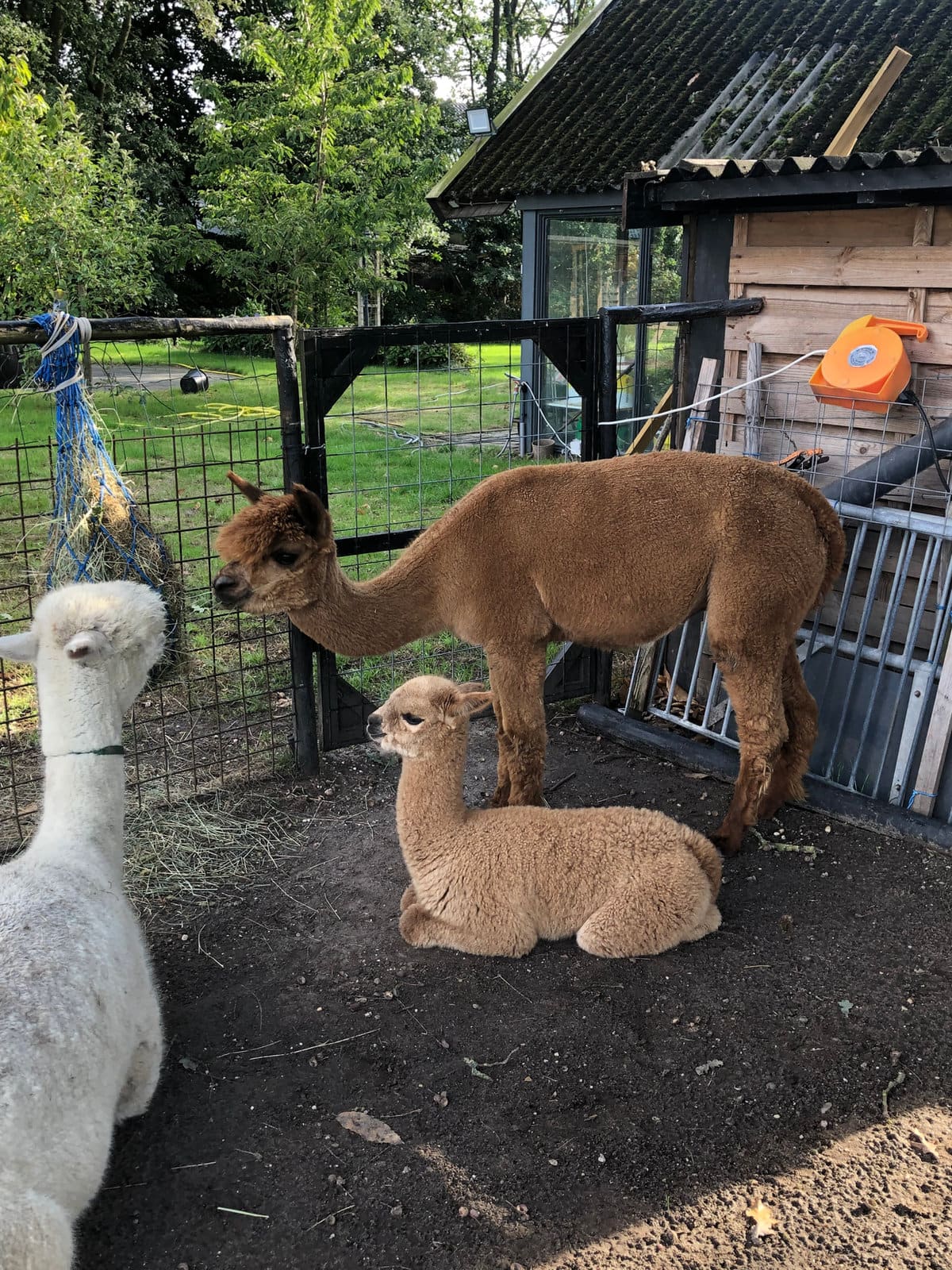 Een nieuwsgierige alpaca kijkt in de camera