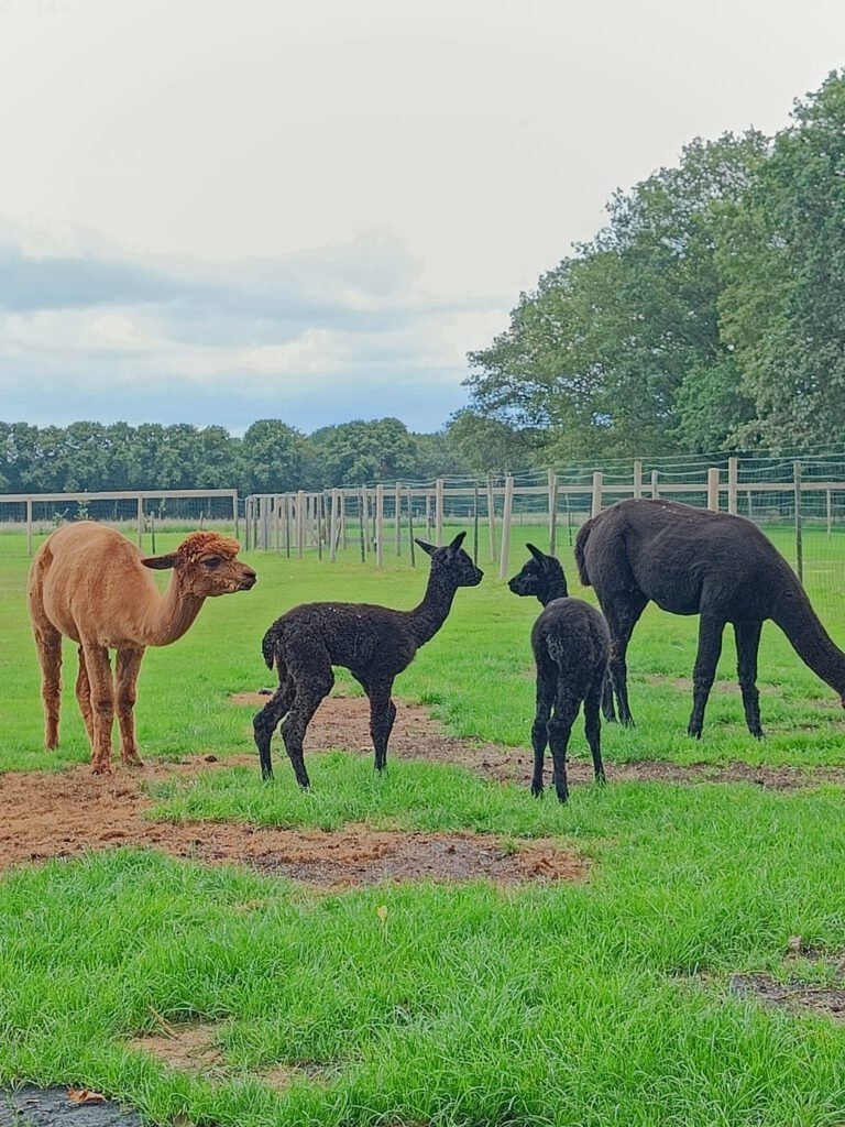 Alpaca’s in verschillende kleuren met twee jonge cria’s in de wei van Elshof Alpaca’s