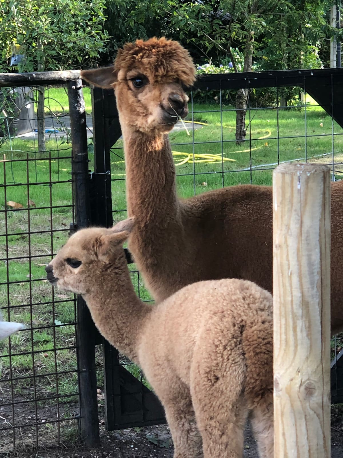Bezoekers maken kennis met de alpaca’s