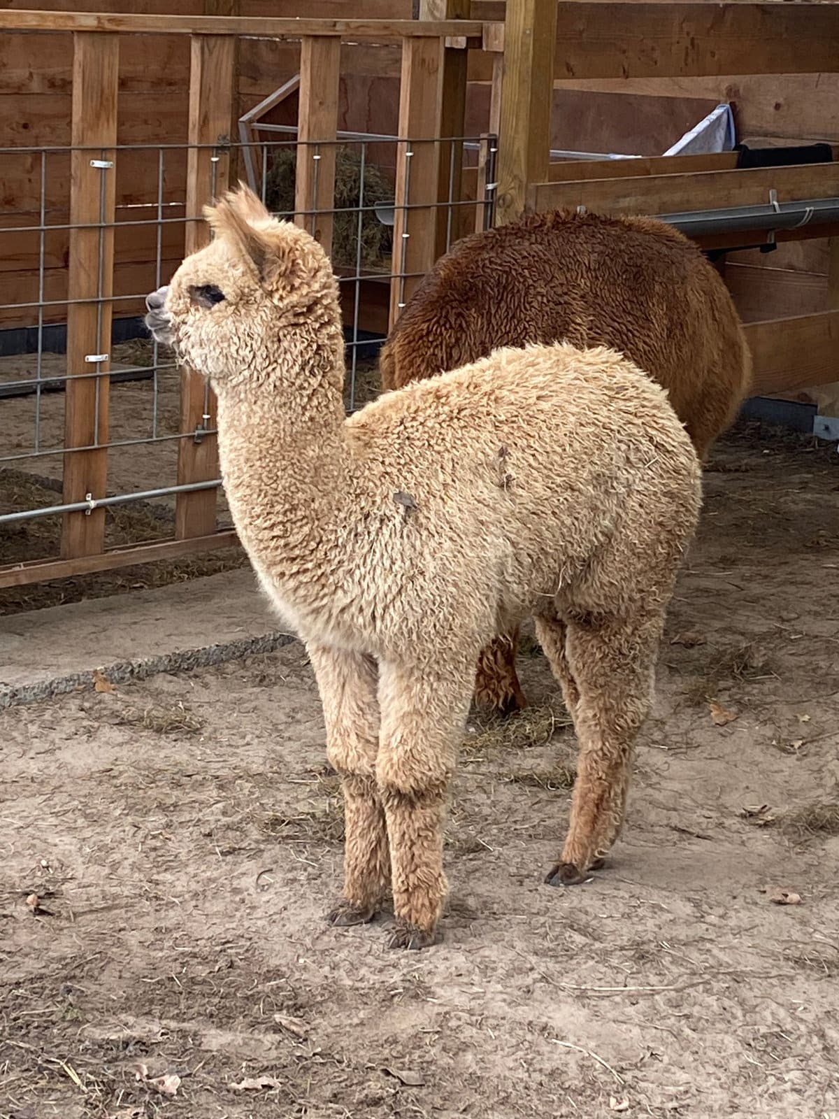 Wandelen met alpaca’s door het bos bij Malden