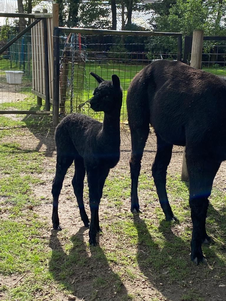 Alpaca van dichtbij met zachte wollige vacht
