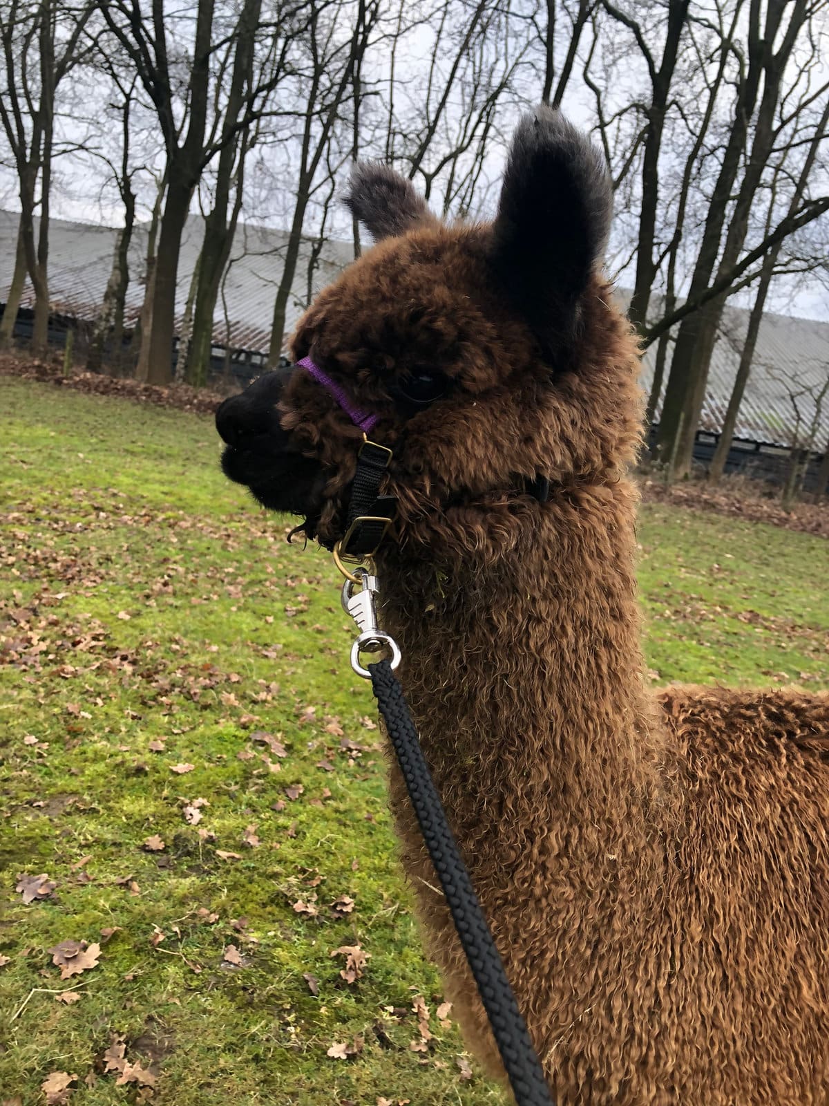 Een alpaca wordt gevoerd uit de hand