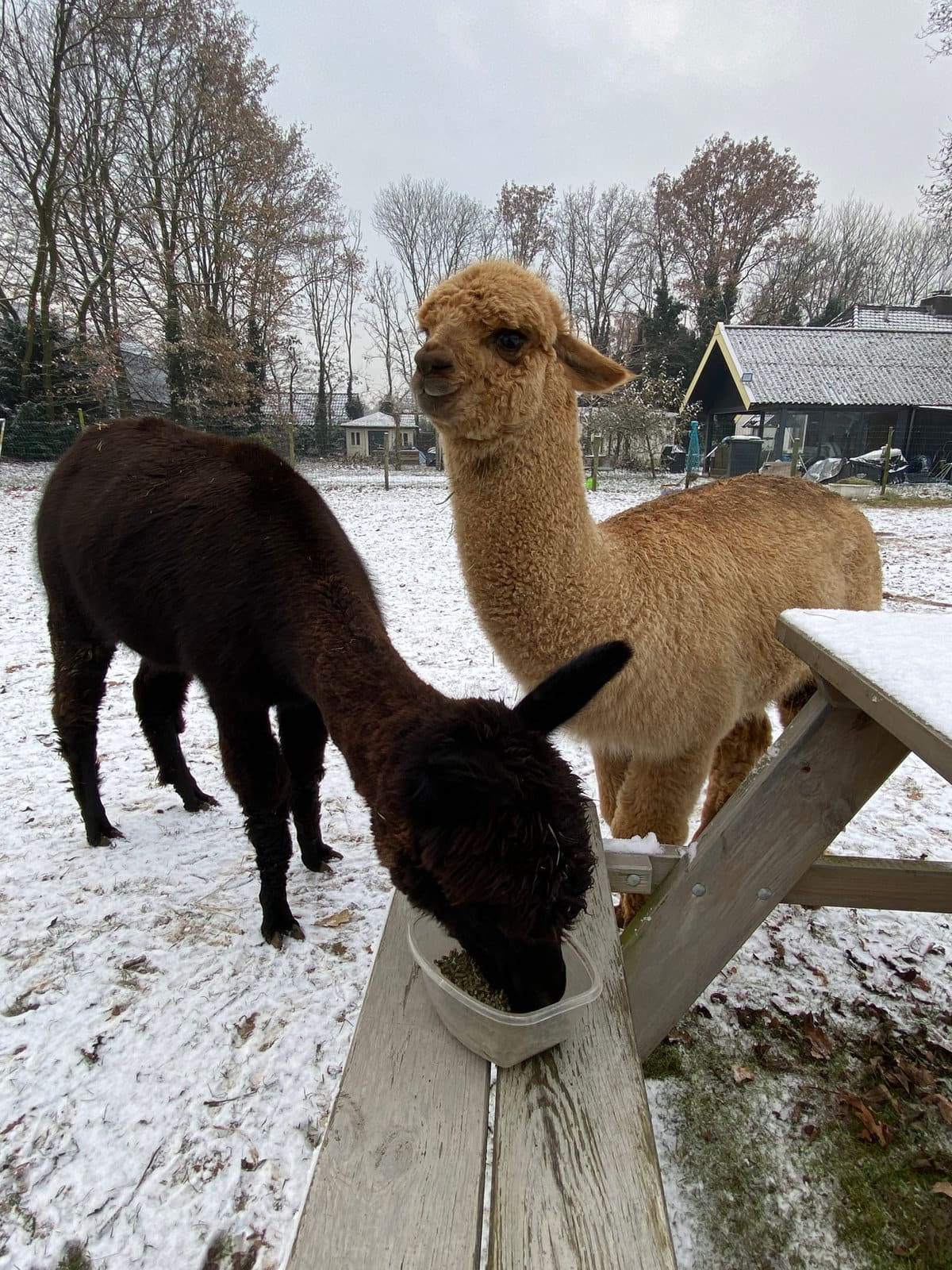 Jonge alpaca’s (cria’s) spelen in de weide