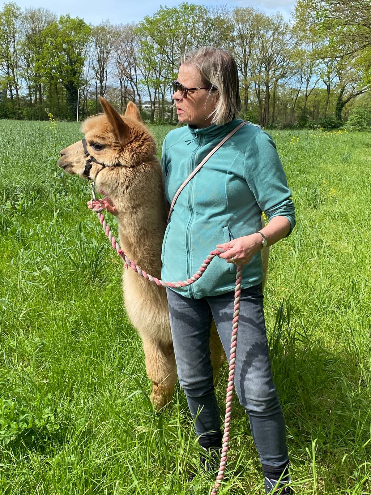 Alpaca’s bij de stal op de farm in Malden