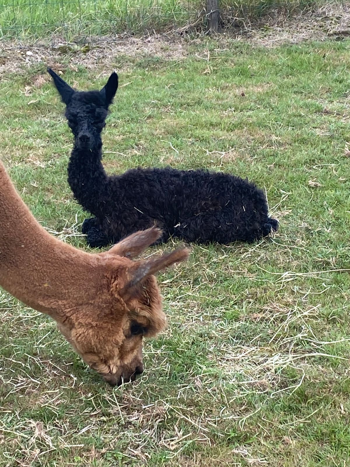 Alpaca in de zon op het land van Elshof Alpaca’s
