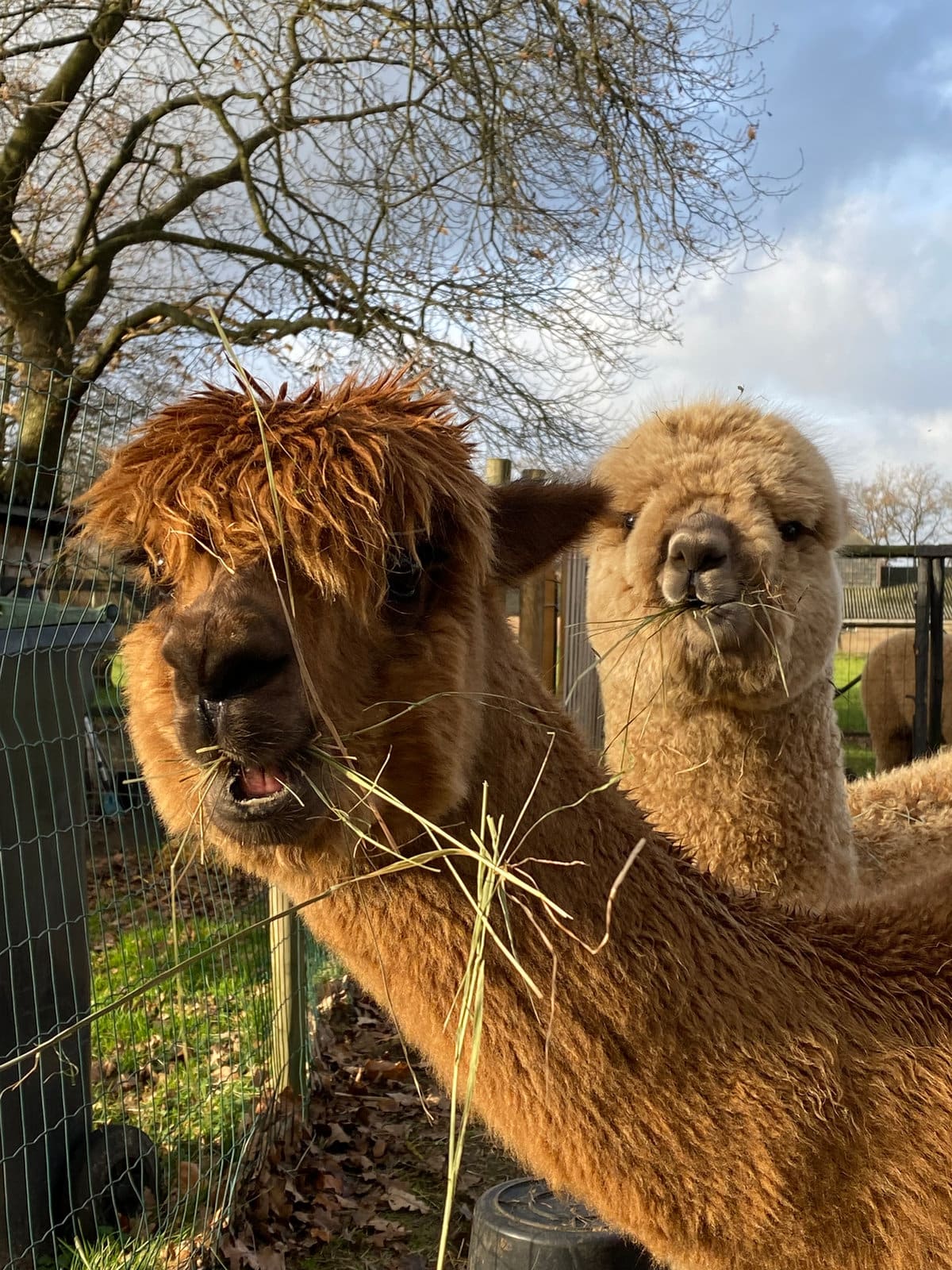 Portret van een alpaca van Elshof Alpaca’s