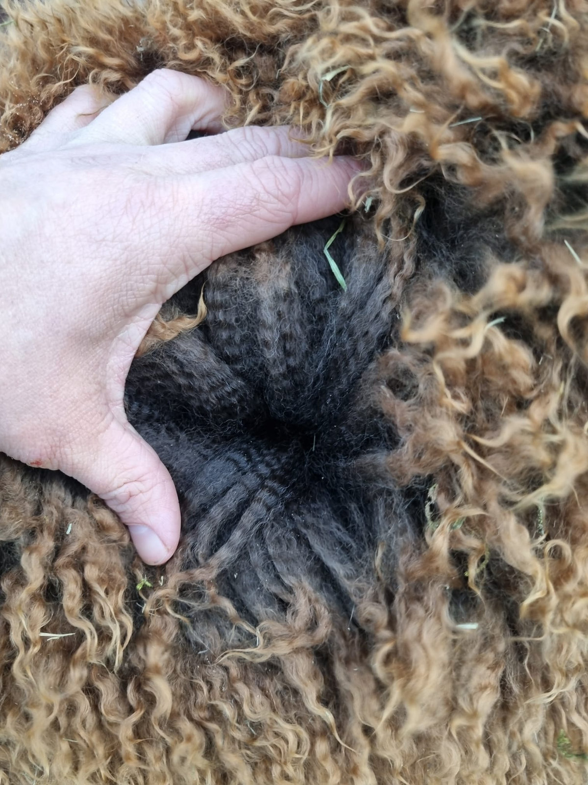 Alpaca met volle wintervacht