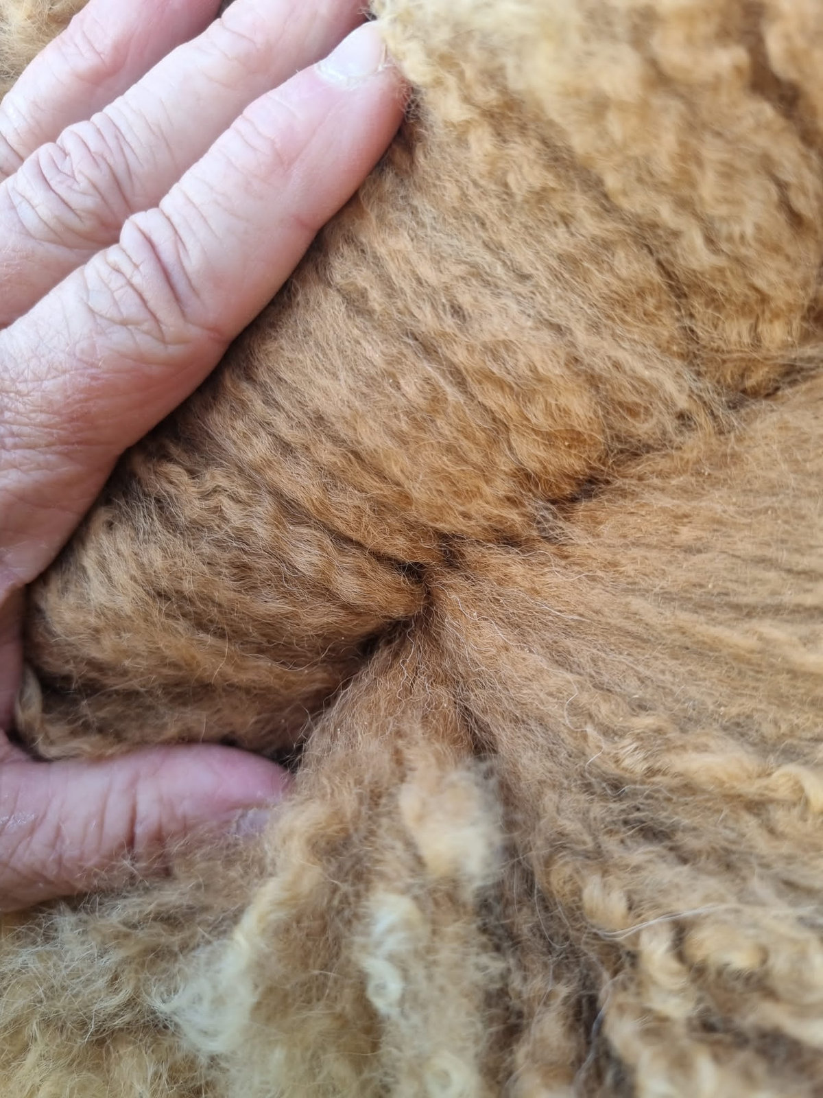 Het scheren van een alpaca