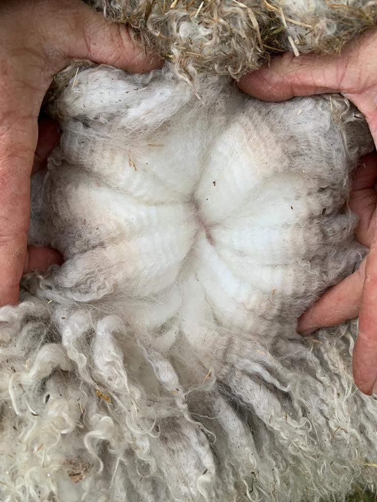 Geschoren alpacawol in verschillende kleuren