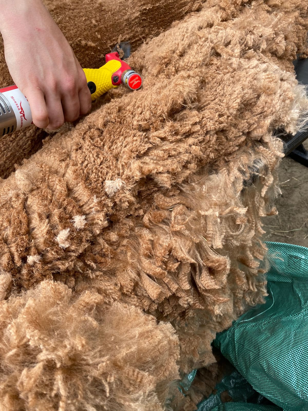Alpacawol wordt gesorteerd